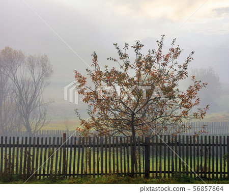 thick fog in autumn rural area thick fog in autumn rural area 56857864