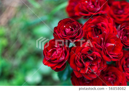 Beautiful red tea roses in the garden close-up, natural floral background 56858082