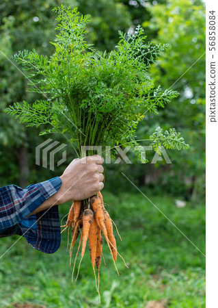 Farmer hands with a fresh organic bunch of carrot 56858084
