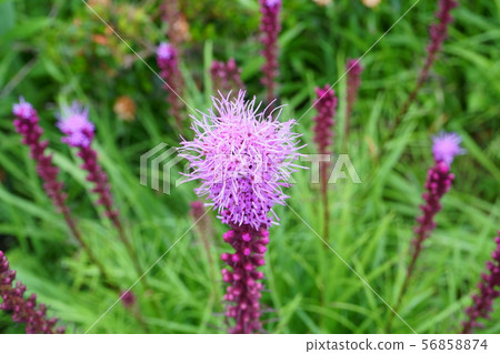 Liatris蘭香 56858874