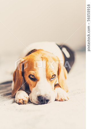 Dog lying down on sofa in bright room on blanket. Copy space Dog lying down on sofa in bright room on blanket. Copy space 56858916