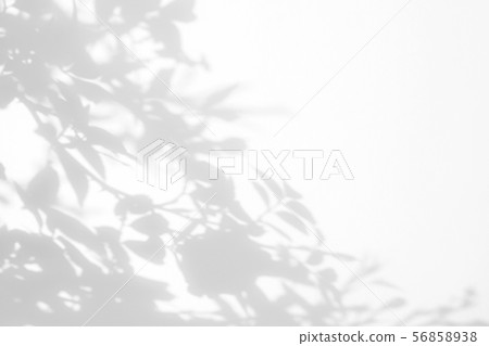 Gray shadow of the wild roses leaves and flowers Gray shadow of the wild roses leaves and flowers 56858938