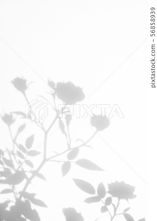 Gray shadow of the wild roses leaves and flowers 56858939