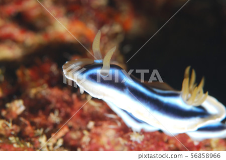 Nuushi Nuushi 56858966