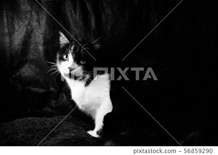 Black and white cat with immunodeficiency 56859290