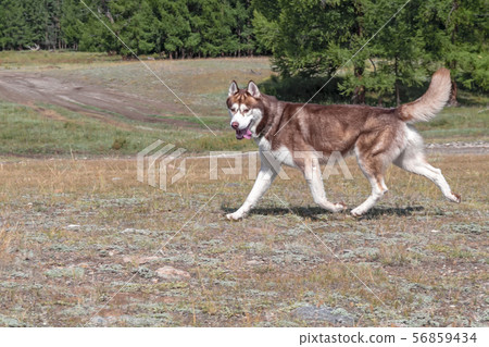 Side portrait of a magnificent husky. Side portrait of a magnificent husky. 56859434