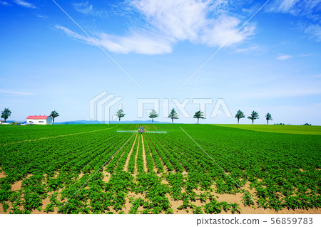 Potato field and tractor Oomachi 56859783