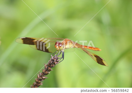 Miyama Macane 56859842