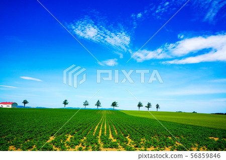 Potato field and wheat field 56859846