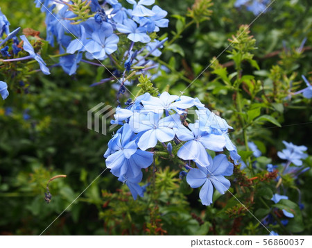 Rurimatsuri (overseas beach plant) blue, subtropical, Sydney, Australia, summer, autumn 56860037