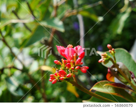 Red Ixora with yellow pollen 56860070