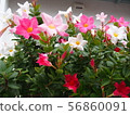 Mandevilla Sundeli (overseas, subtropical flowers, vines, ornamental) and white walls, Sydney Australia 56860091
