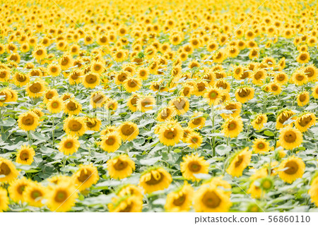 Summer sunflower 56860110