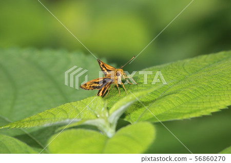 Kimadaraseseri 56860270