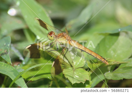 Miyama Macane Miyama Macane 56860271