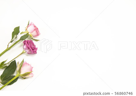 Beautiful rose 56860746