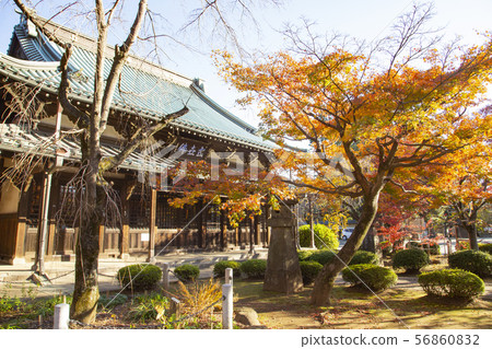 Gotokuji寺在秋天 Gotokuji寺在秋天 56860832