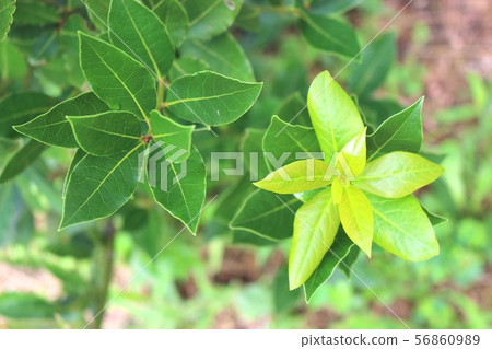 月桂樹 照片素材 圖片 圖庫