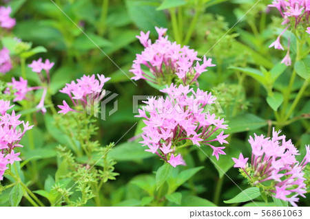 Pentas flowers Pentas flowers 56861063