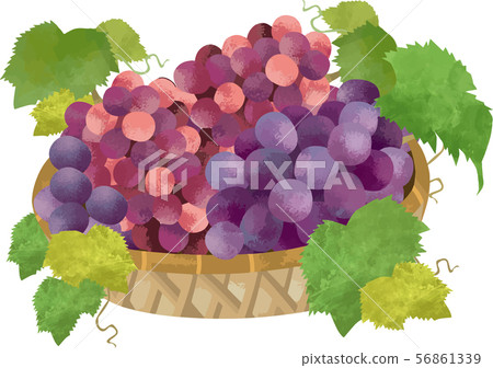 Grapes in a watercolor basket 56861339