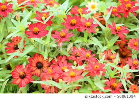 百日草花 56861394