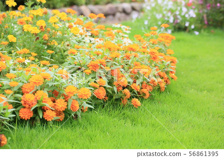Zinnia Flower Zinnia Flower 56861395