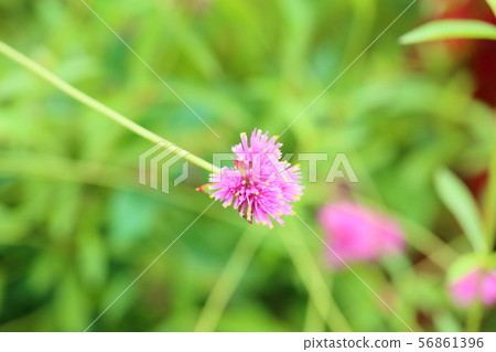 Sennichikou花火工程 56861396