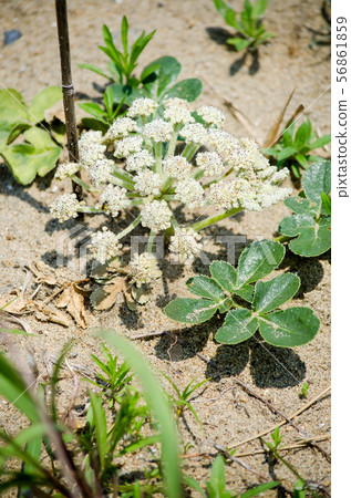 北沙參 北沙參 56861859