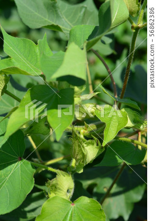 棉花開了花 56862386