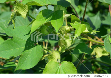 棉花開了花 56862387