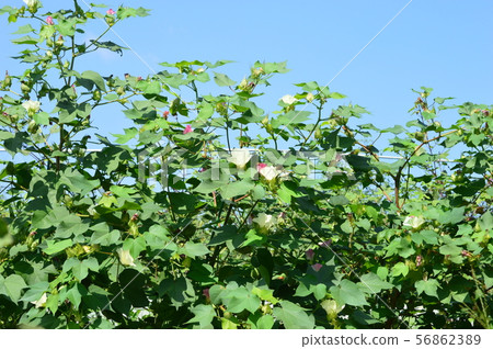 Cotton flower bloomed Cotton flower bloomed 56862389