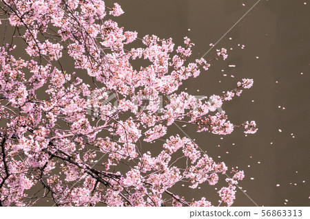 Cherry tree in Sotobori, Iidabashi, Tokyo Cherry tree in Sotobori, Iidabashi, Tokyo 56863313