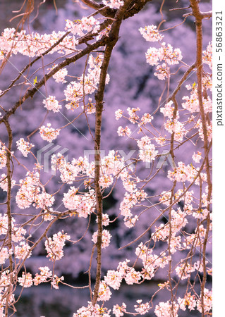 櫻桃樹在Sotobori,Iidabashi,東京 櫻桃樹在Sotobori,Iidabashi,東京 56863321