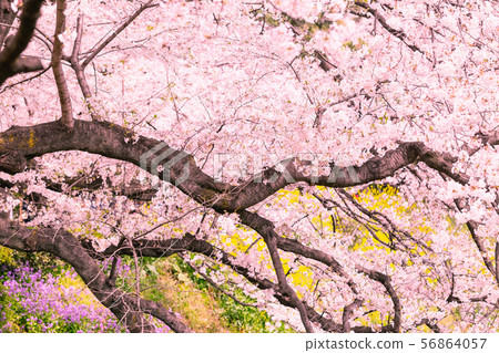 Tokyo Chidorigafuchi Sakura Nanohana Hanadaikon 56864057