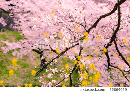 Tokyo Chidorigafuchi Sakura Cherry blossom 56864059