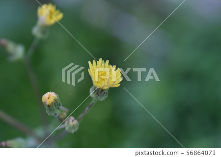 A flower A flower 56864071