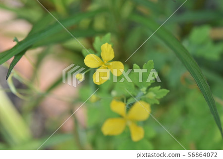 Wildflower Wildflower 56864072