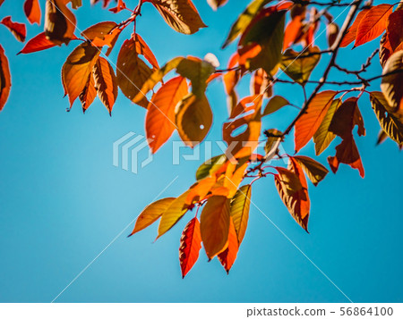 Leaves start to change color to red in autumn seas 56864100