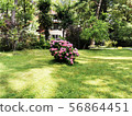 Hydrangea Bush on the green lawn. Park scene 56864451