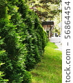 Many trees thuja 56864454
