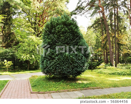 A Bush of thuja arborvitae on the green lawn A Bush of thuja arborvitae on the green lawn 56864456