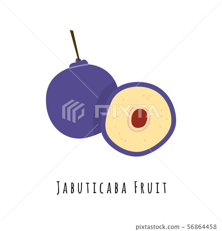 Jabuticaba fruit flat vector illustration Jabuticaba fruit flat vector illustration 56864458