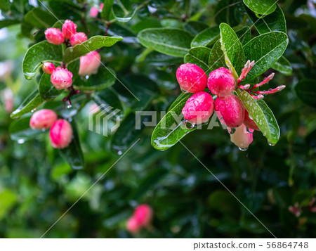 Karonda or Carunda Fruits 56864748