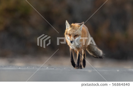 Red Fox on the Hunt Red Fox on the Hunt 56864840