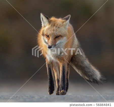 Red Fox on the Hunt Red Fox on the Hunt 56864841