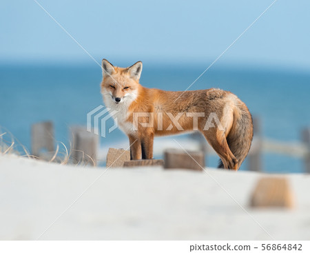 Red Fox on the Hunt Red Fox on the Hunt 56864842