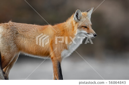 Red Fox on the Hunt Red Fox on the Hunt 56864843