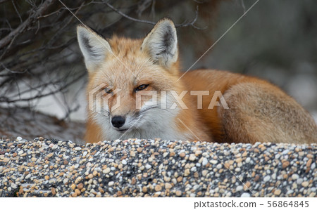 Red Fox on the Hunt Red Fox on the Hunt 56864845