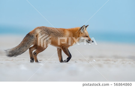Red Fox on the Hunt Red Fox on the Hunt 56864860