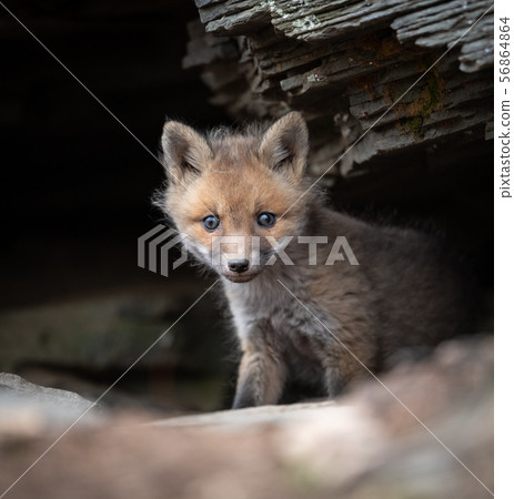 Red Fox Kit Red Fox Kit 56864864